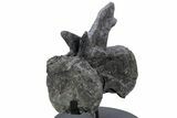 Sauropod Dinosaur (Diplodocus) Caudal Vertebra - Colorado #222507-5